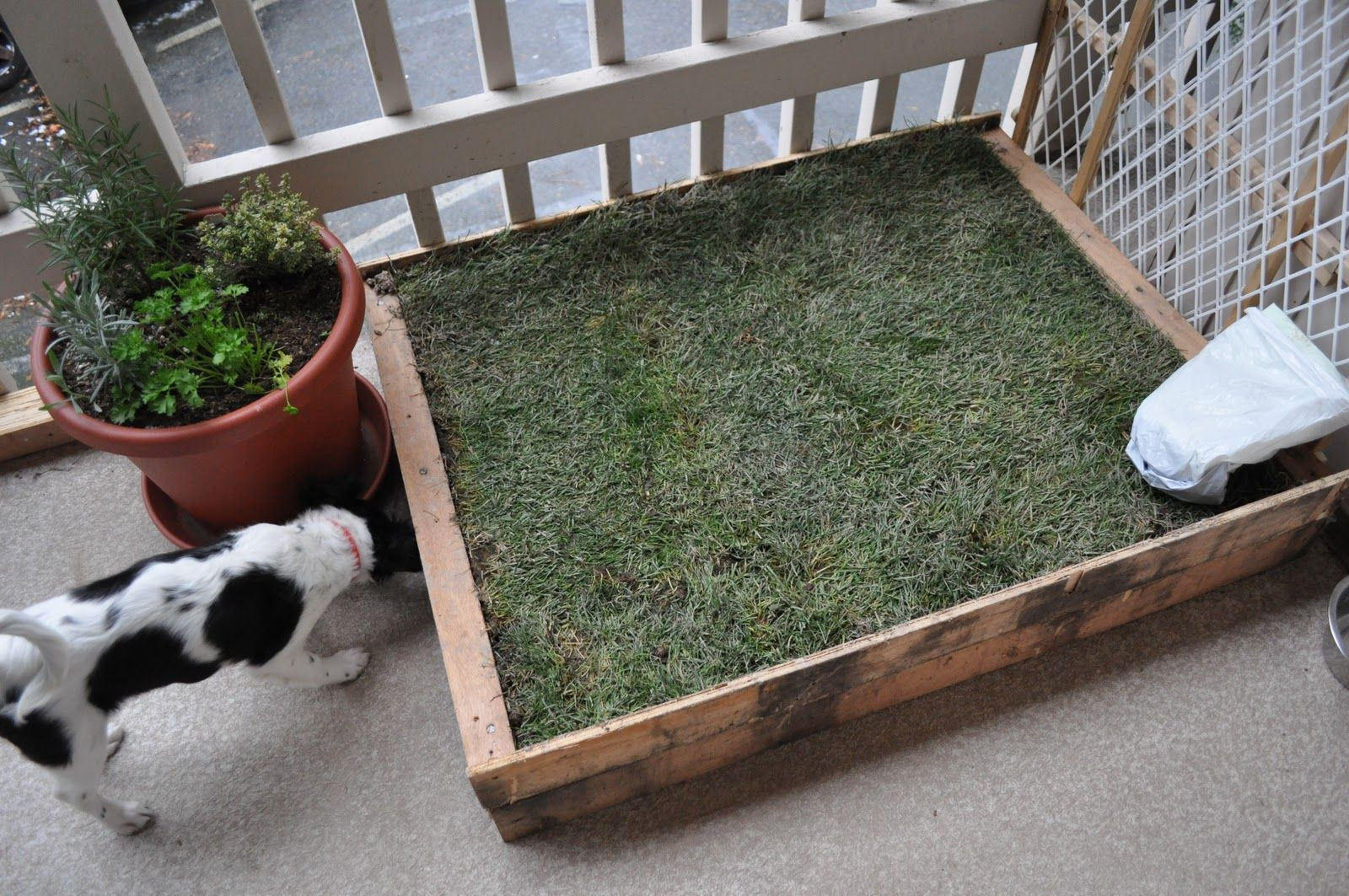 DIY Dog Potty Box
 D I Y Patio gog litter box with real grass