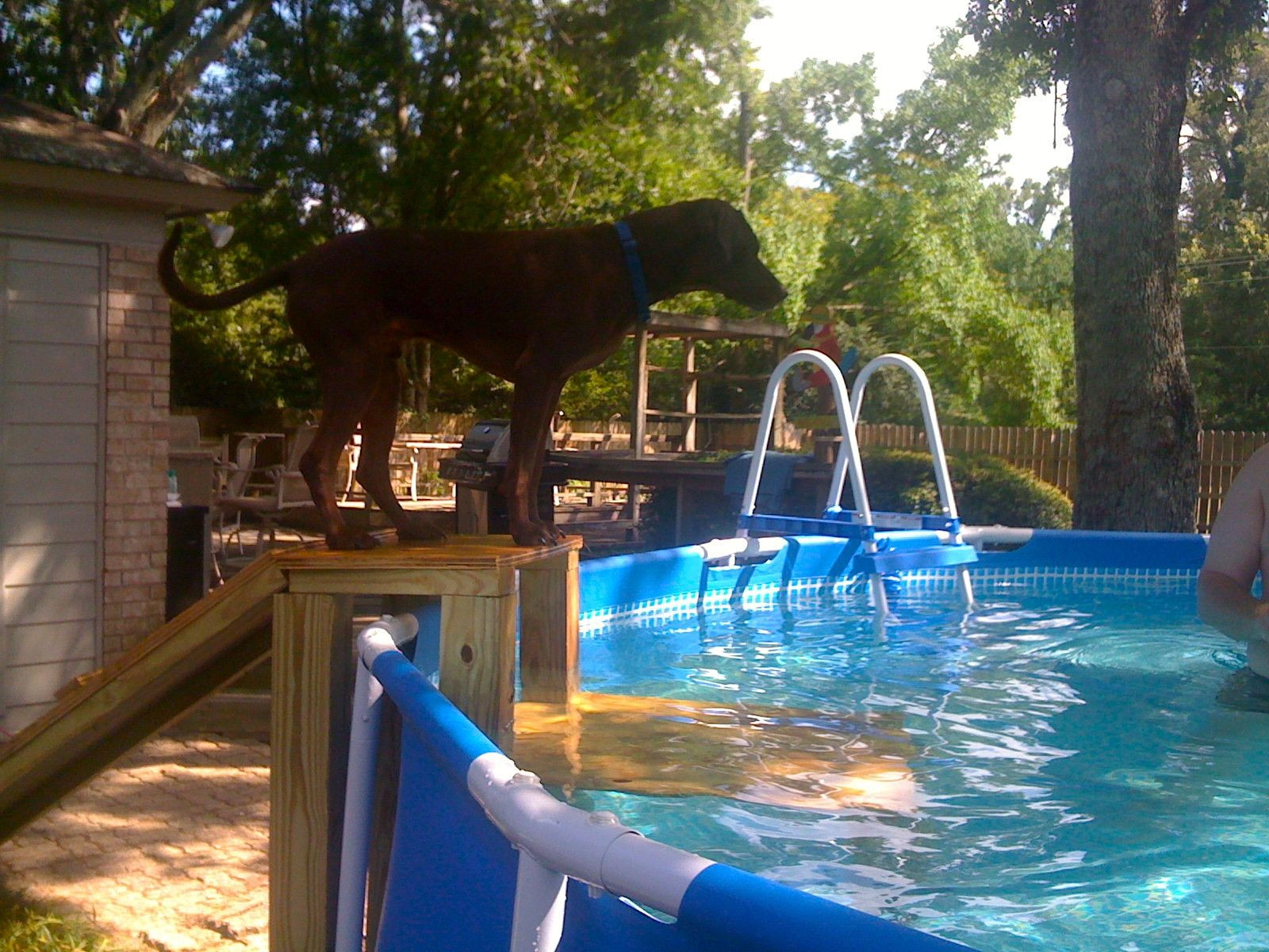 DIY Dog Ramp For Above Ground Pool
 Unique dog ramp for above ground swimming pool 2