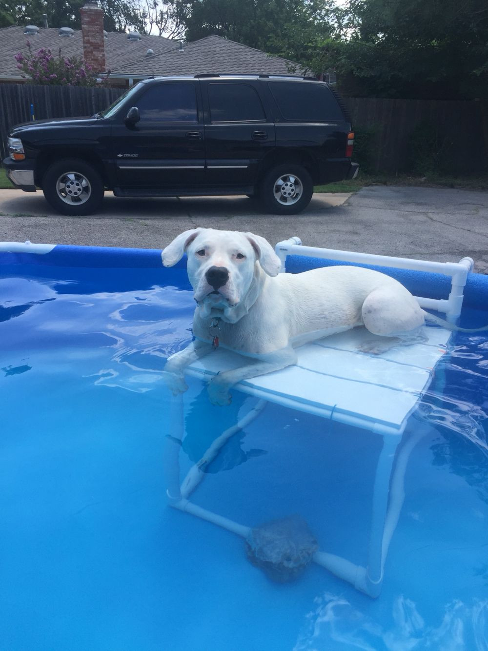 DIY Dog Ramp For Above Ground Pool
 Dogo lifeguard duty