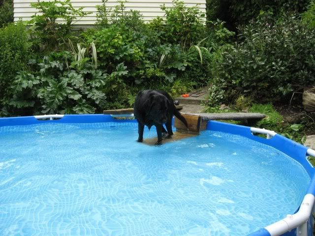 DIY Dog Ramp For Above Ground Pool
 22 Ideas for Diy Dog Ramp for Ground Pool – Home