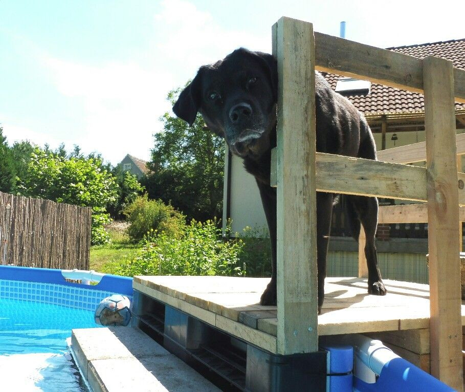 DIY Dog Ramp For Above Ground Pool
 Pool Dog ramp Pool stairs diy