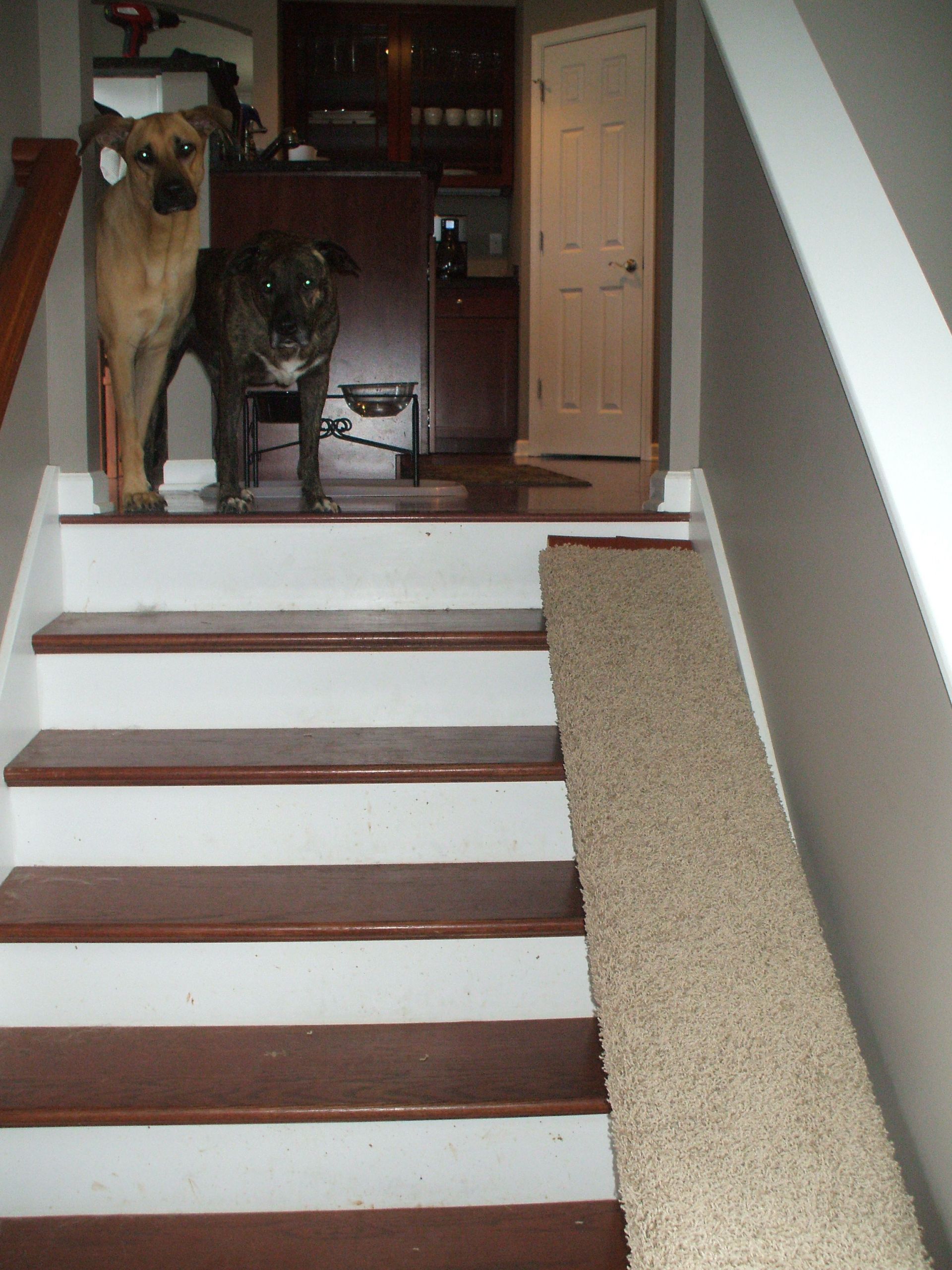 DIY Dog Ramp For Stairs
 [Help] Does going up and down stairs every day affect my