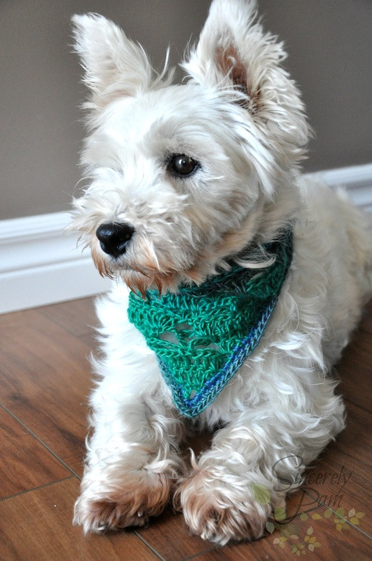 DIY Dog Scarf
 These Free Crochet Patterns Will Give You the Best Dressed