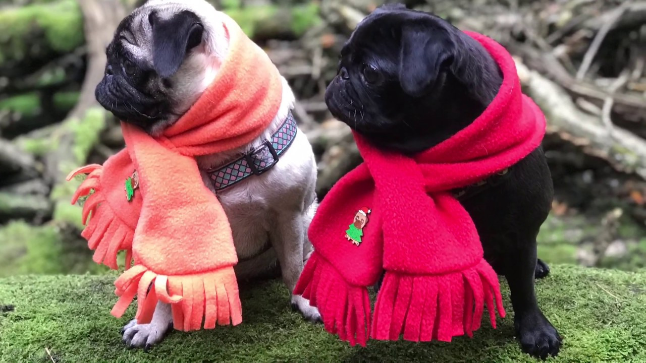 DIY Dog Scarf
 DIY dog scarf Easy fleece scarf