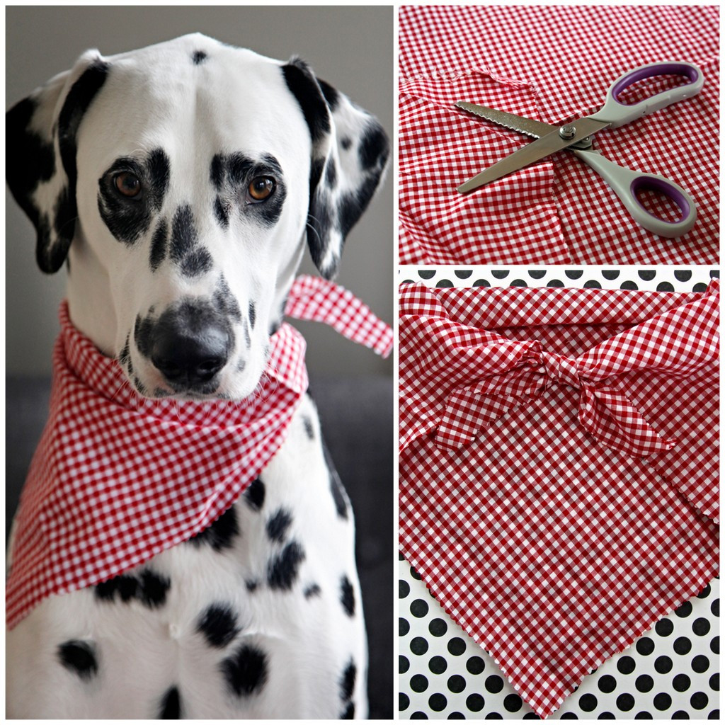 DIY Dog Scarf
 Dalmatian DIY Easy No Sew Pet Bandana