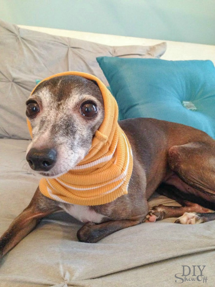 DIY Dog Scarf
 Easiest no sew Small Dog Snood infinity scarf Tutorial