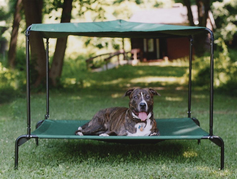 DIY Dog Shade Structure
 Outdoor Dog Bed w Canopy Raised