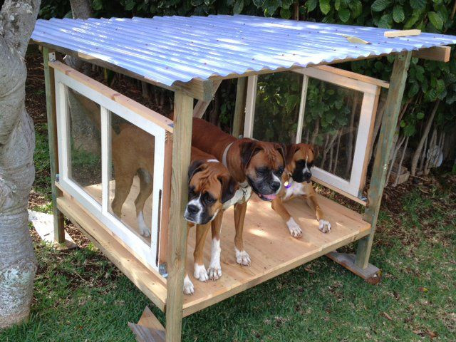 DIY Dog Shade Structure
 shade or shelter for outdoor dog run made with salvaged