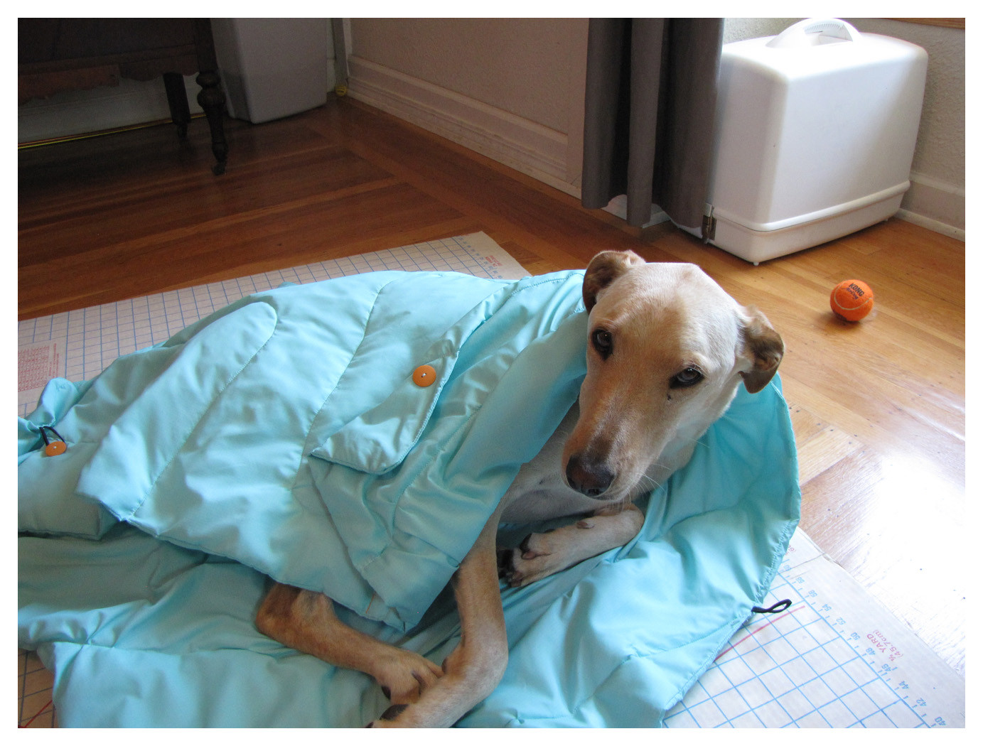 DIY Dog Sleeping Bag
 DIY Adventure Pup Sleeping Bag