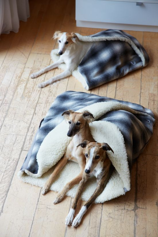 DIY Dog Sleeping Bag
 Pinterest • The world’s catalog of ideas