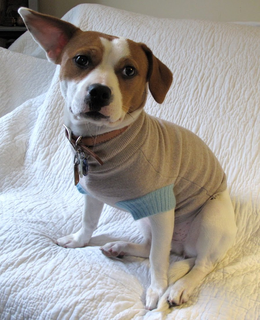 DIY Dog Sweaters
 10 Best DIY Gift Tutorials For Your Dog Wiproo