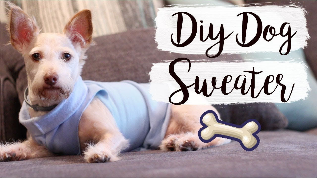 DIY Dog Sweaters
 Easy DIY Dog Sweater No Sew