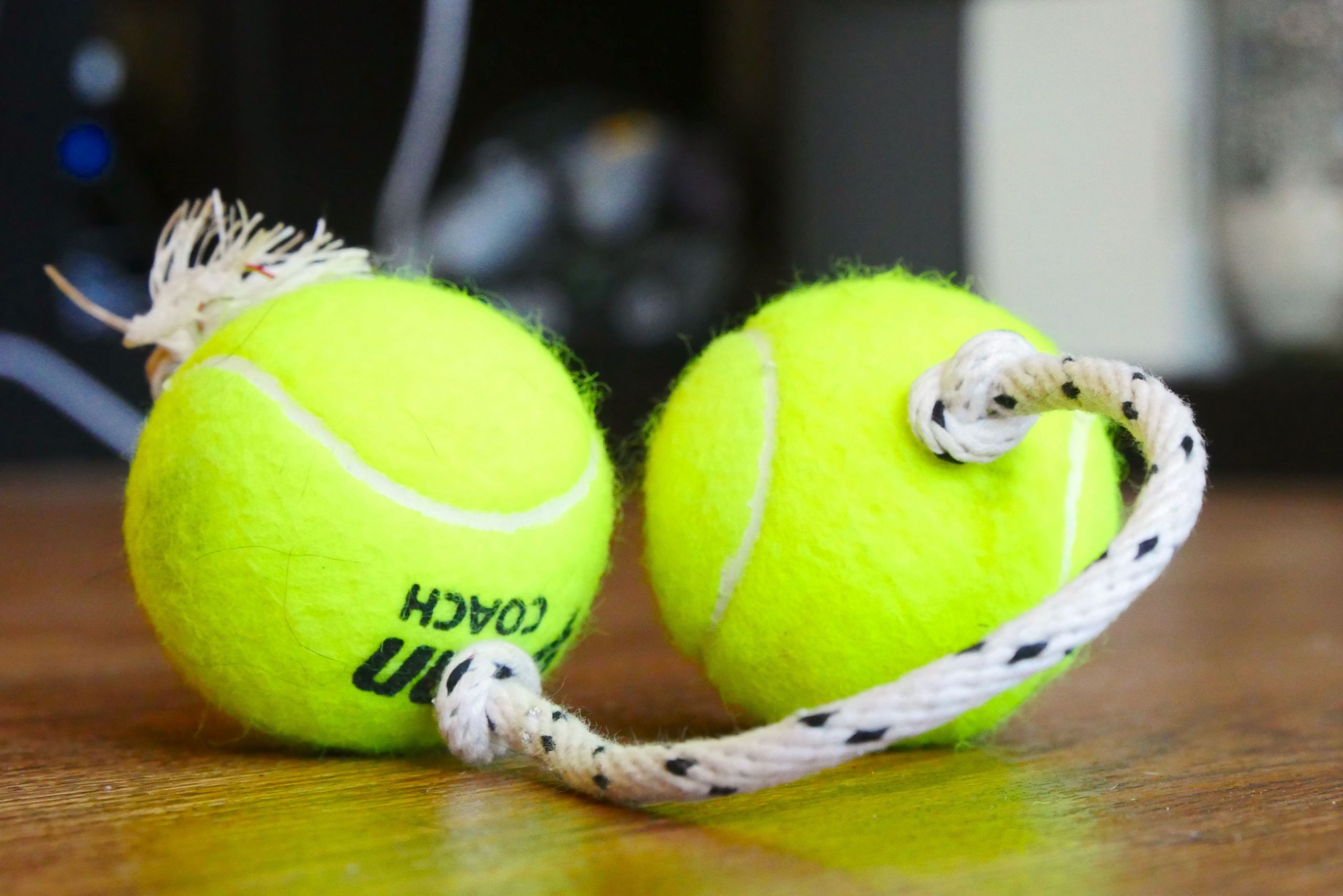 DIY Dog Toy
 5 DIY dog toys you make in minutes CNET