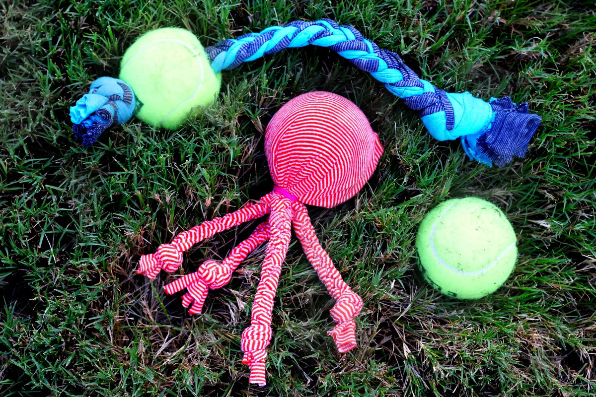 DIY Dog Toy
 DIY Dog Toys Using Old Tennis Balls Simply Shellie