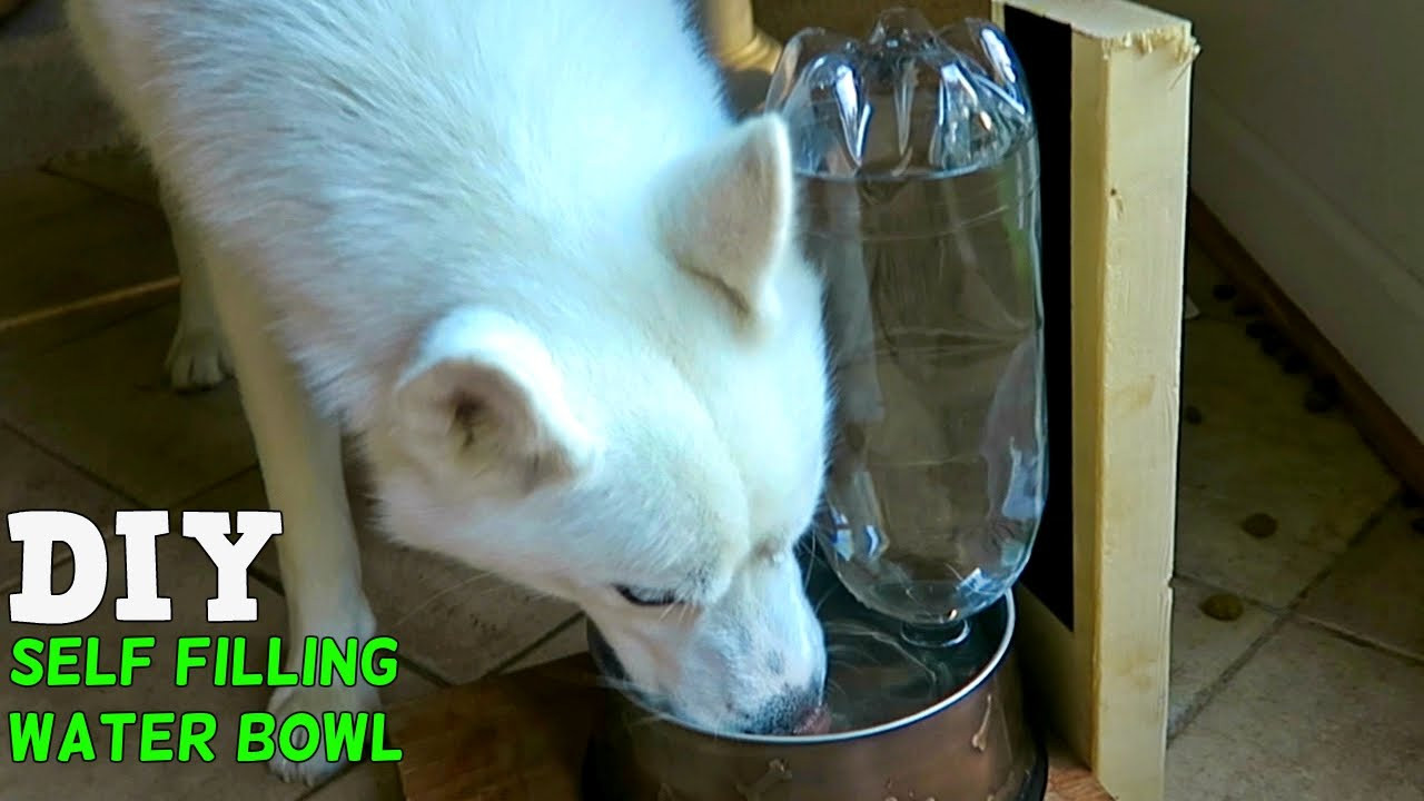 DIY Dog Water Dispenser
 DIY Self Filling Water Bowl for Your Dog