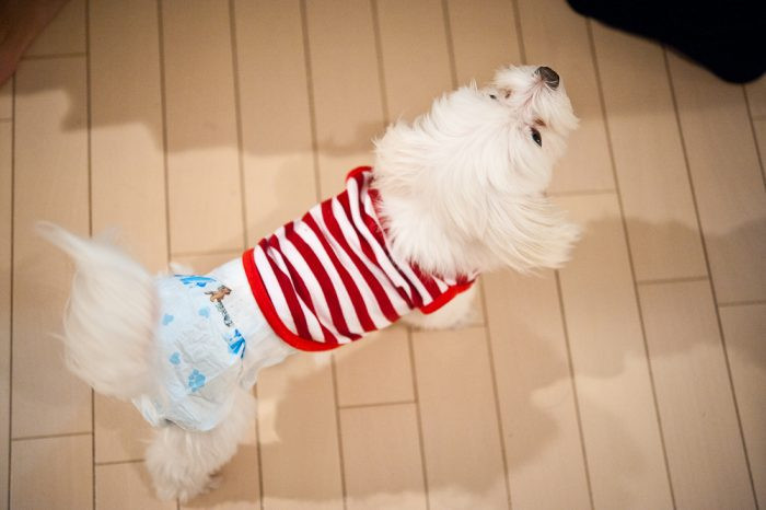 DIY Doggie Diaper
 DIY Dog Diaper Step by Step DIY Instructions and Expert s