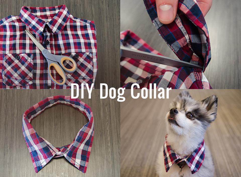 DIY E Collar For Dog
 DIY Dog Collar DiWHY