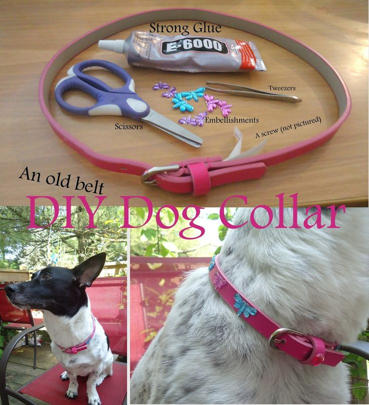 DIY E Collar For Dog
 62 best Fynnster Style images on Pinterest