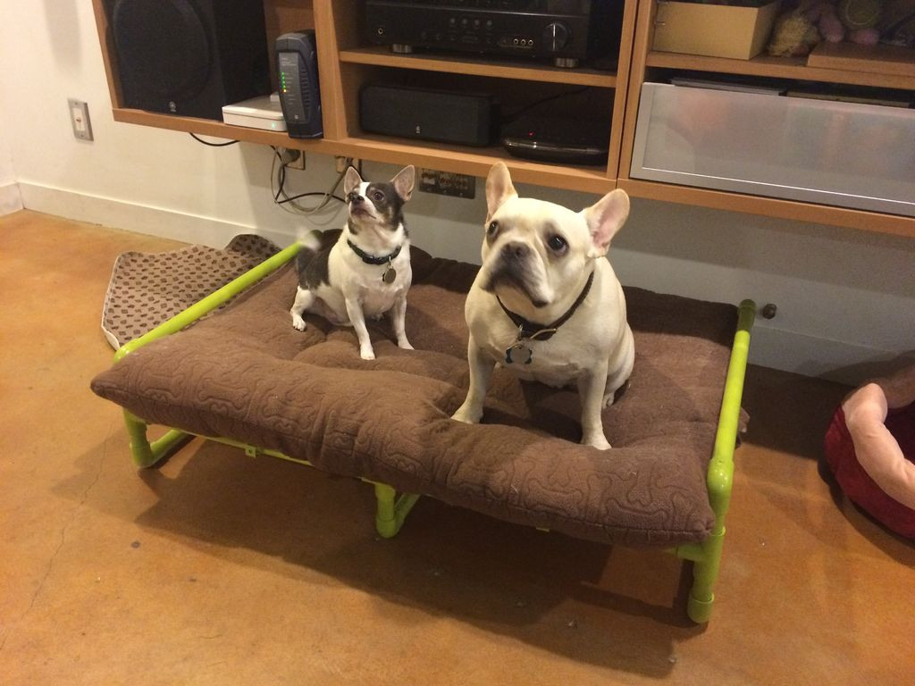 DIY Elevated Dog Bed
 PVC Pipe Raised Dog Bed 7 Steps with