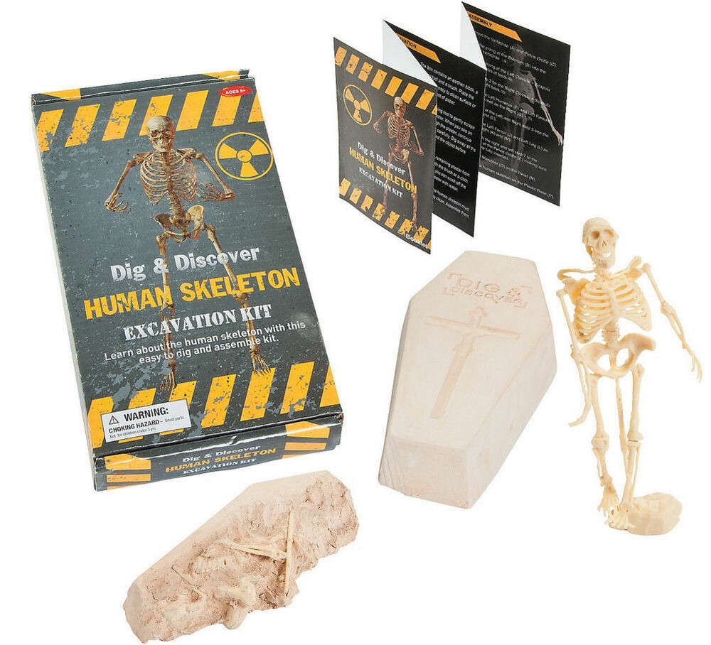 DIY Excavation Kit
 HUMAN SKELETON EXCAVATION KIT Dig and Discover Science Fun