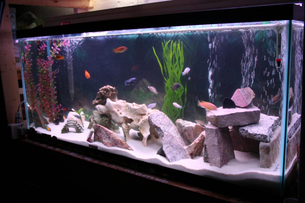 DIY Fish Tank Decor
 DIY Fish Tank Decorations Aquarium