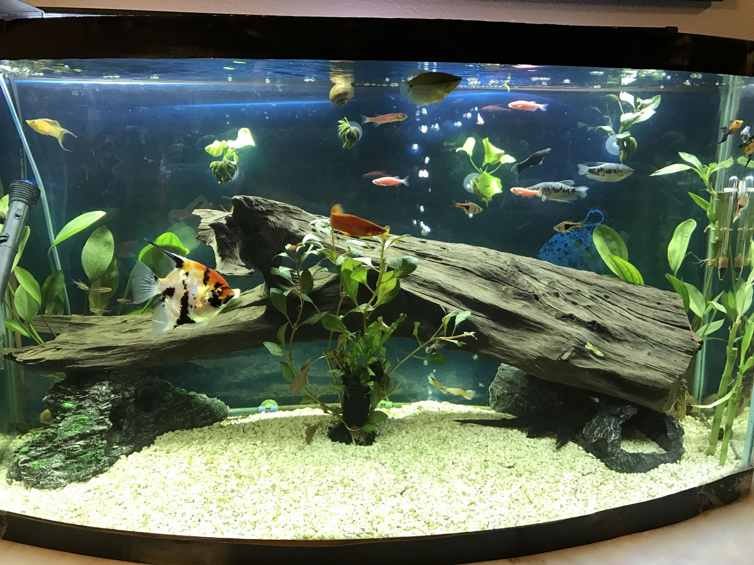 DIY Fish Tank Decor
 DIY fish tank decorations Themes Aquascaping Fresh Water
