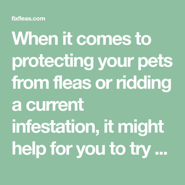 DIY Flea Dip For Dogs
 When it es to protecting your pets from fleas or