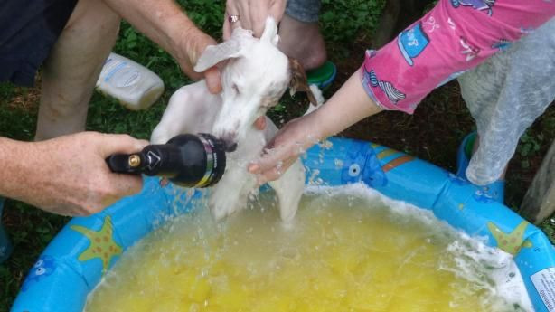 DIY Flea Dip For Dogs
 Natural Dog Shampoo Flea Removal Recipe