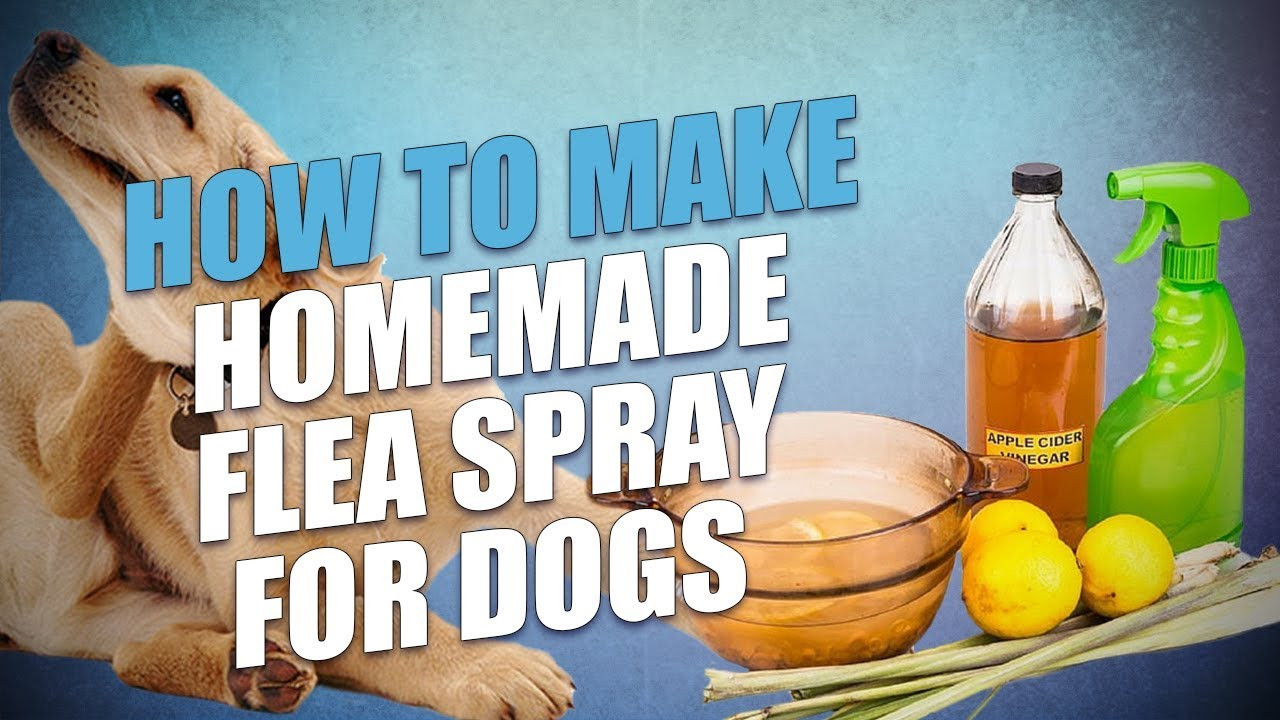 DIY Flea Dip For Dogs
 DIY Homemade Flea Spray for Dogs 3 Cheap Natural Recipes