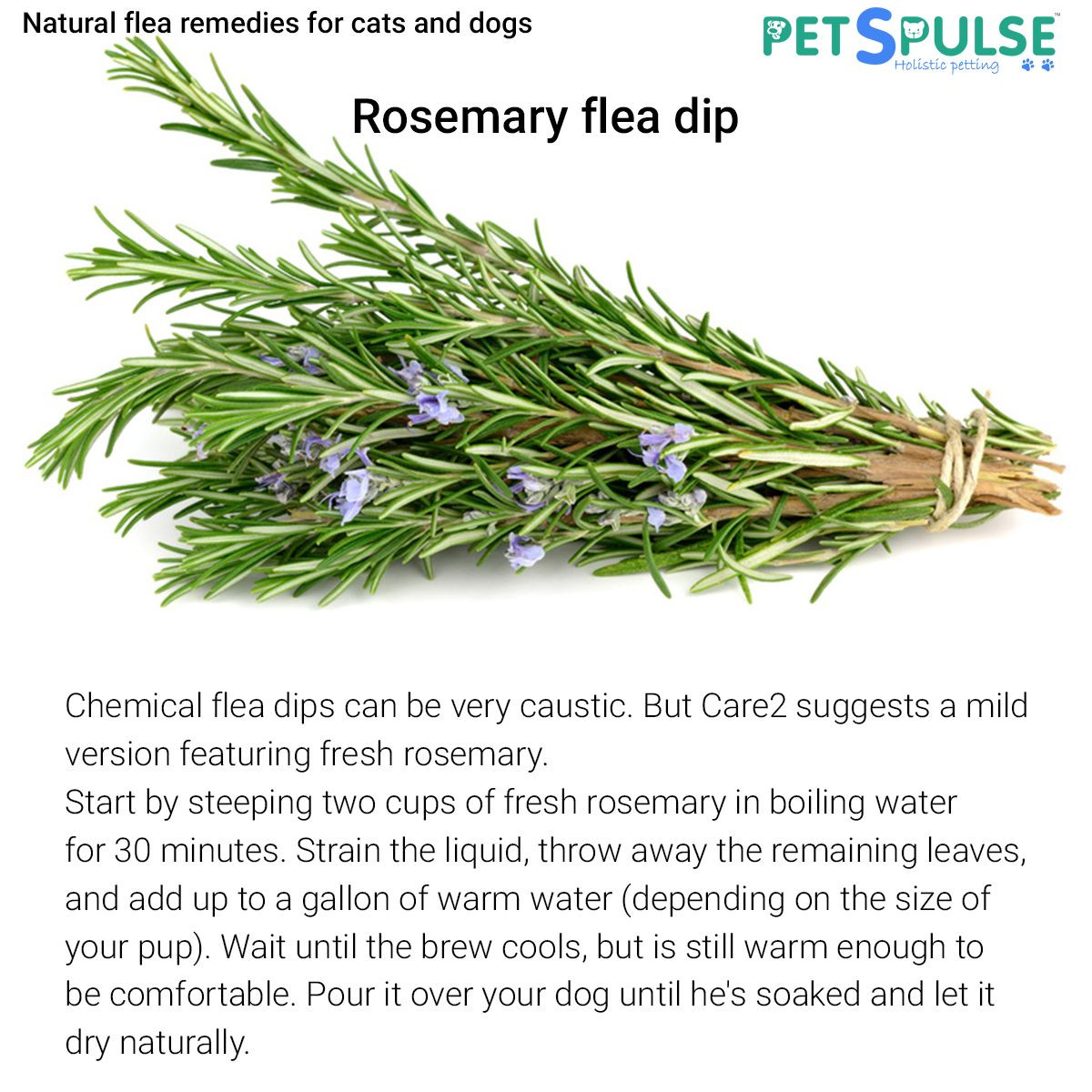 DIY Flea Dip For Dogs
 Rosemary flea dip Pour it over your dog until he s soaked