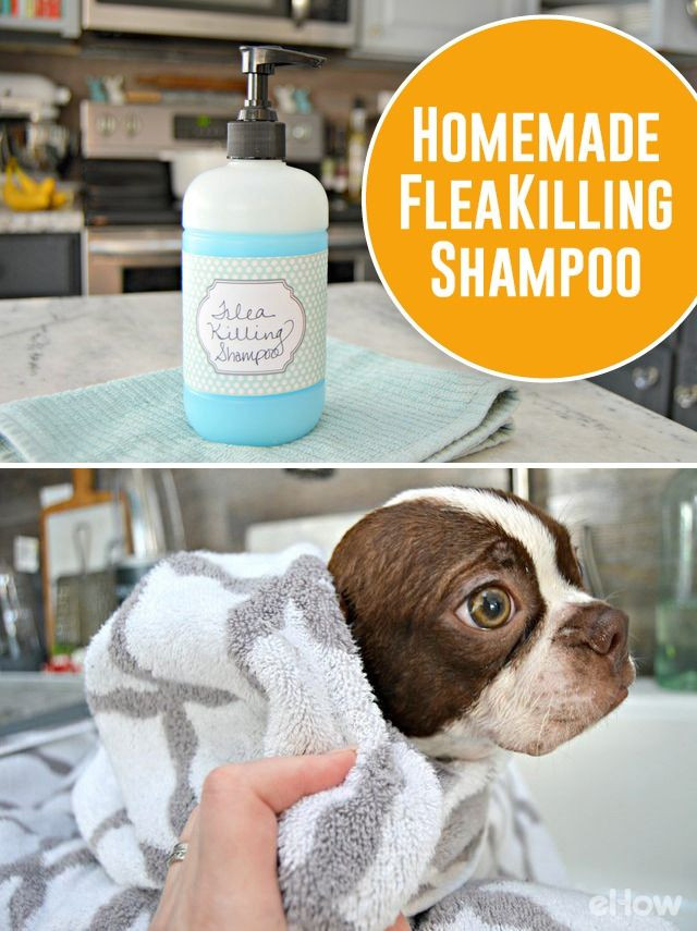 DIY Flea Dip For Dogs
 Best 25 Homemade flea shampoo ideas on Pinterest