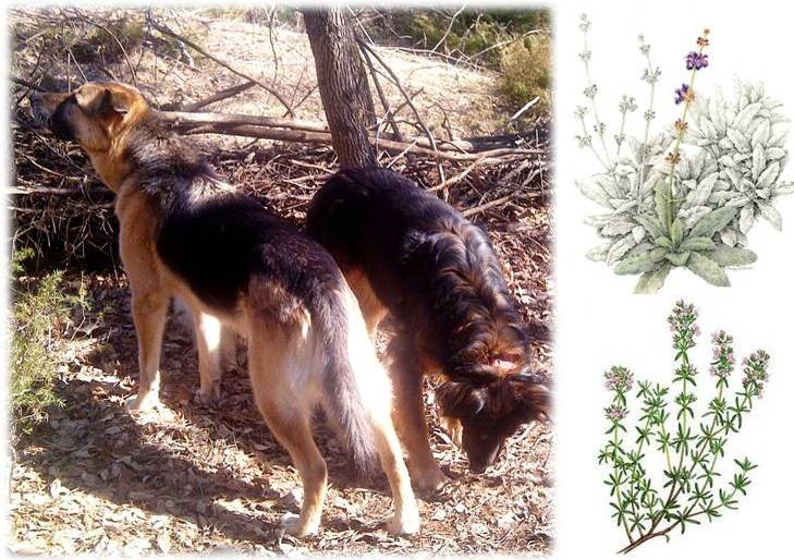DIY Flea Dip For Dogs
 Ottawa Valley Dog Whisperer DIY Natural Herbal Flea
