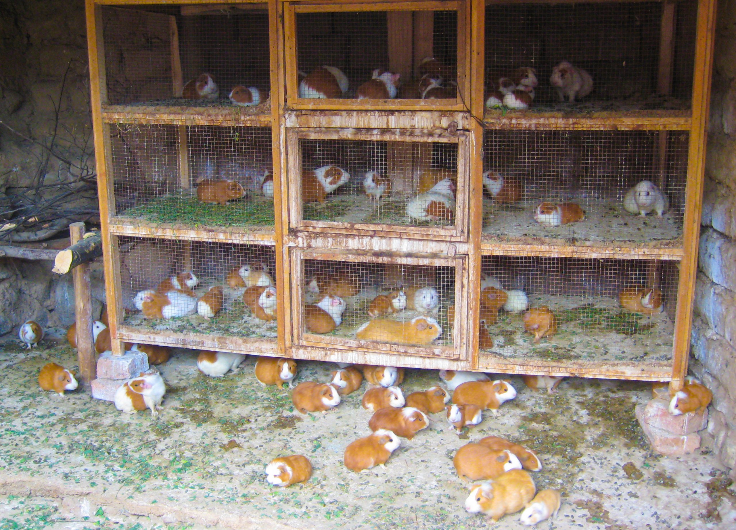 DIY Guinea Pig Cage Plans
 guinea pig farming