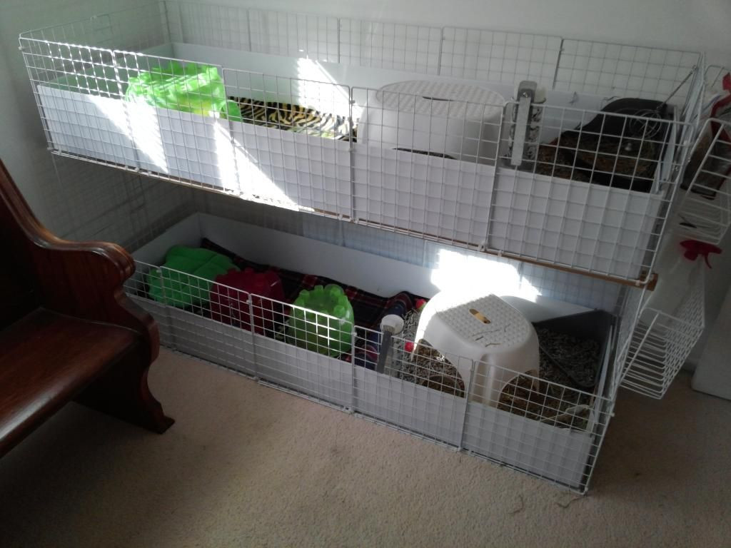 DIY Guinea Pig Cage Plans
 Pin on Guinea pig cages