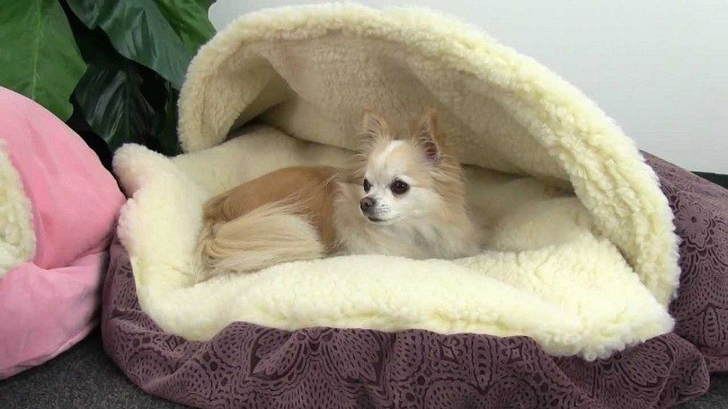 DIY Hooded Dog Bed
 DIY Dog Bed Project How to Make a Homemade Dog Bed