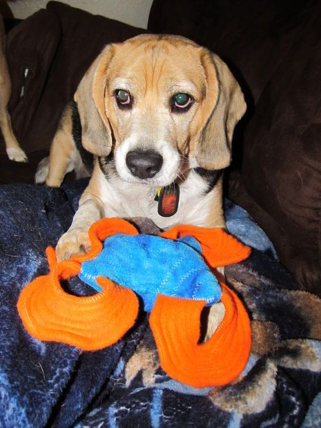 DIY Indestructible Dog Toy
 Hopefully Indestructible Stuffed Dog Toy
