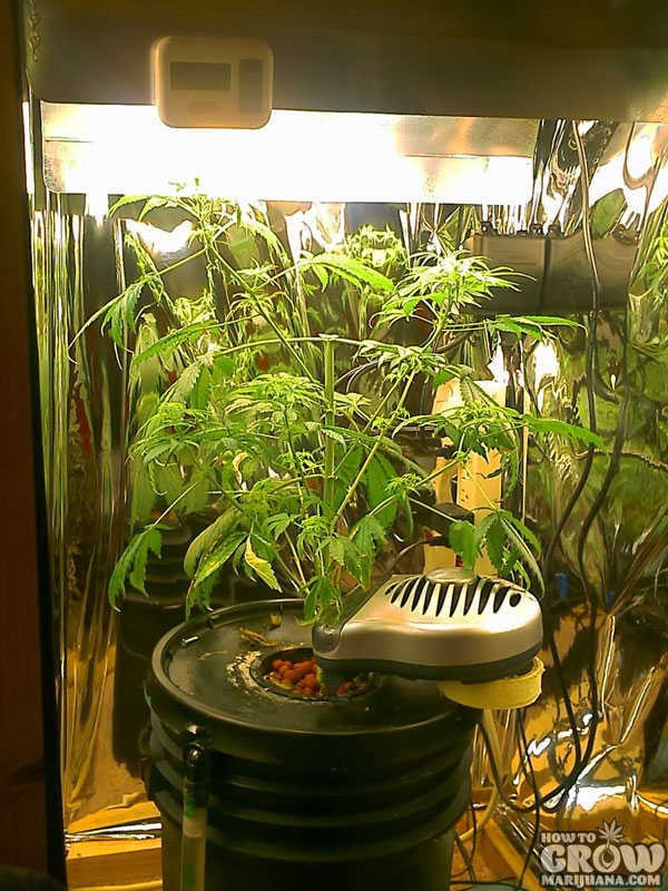 DIY Indoor Grow Box
 Tips to be ing the MacGyver of DIY Marijuana Grow Boxes
