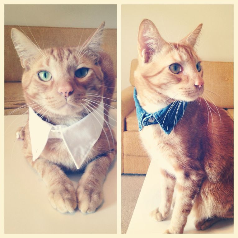 DIY Kitten Play Collar
 DIY Fancy Cat Collar