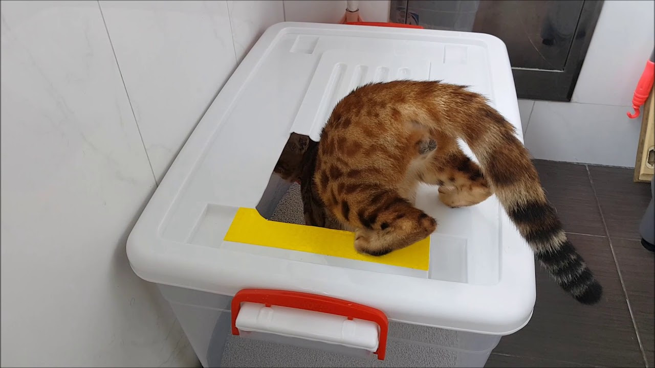 DIY Kitty Litter
 Cat litter box The cheap DIY cat litter to minimize mess