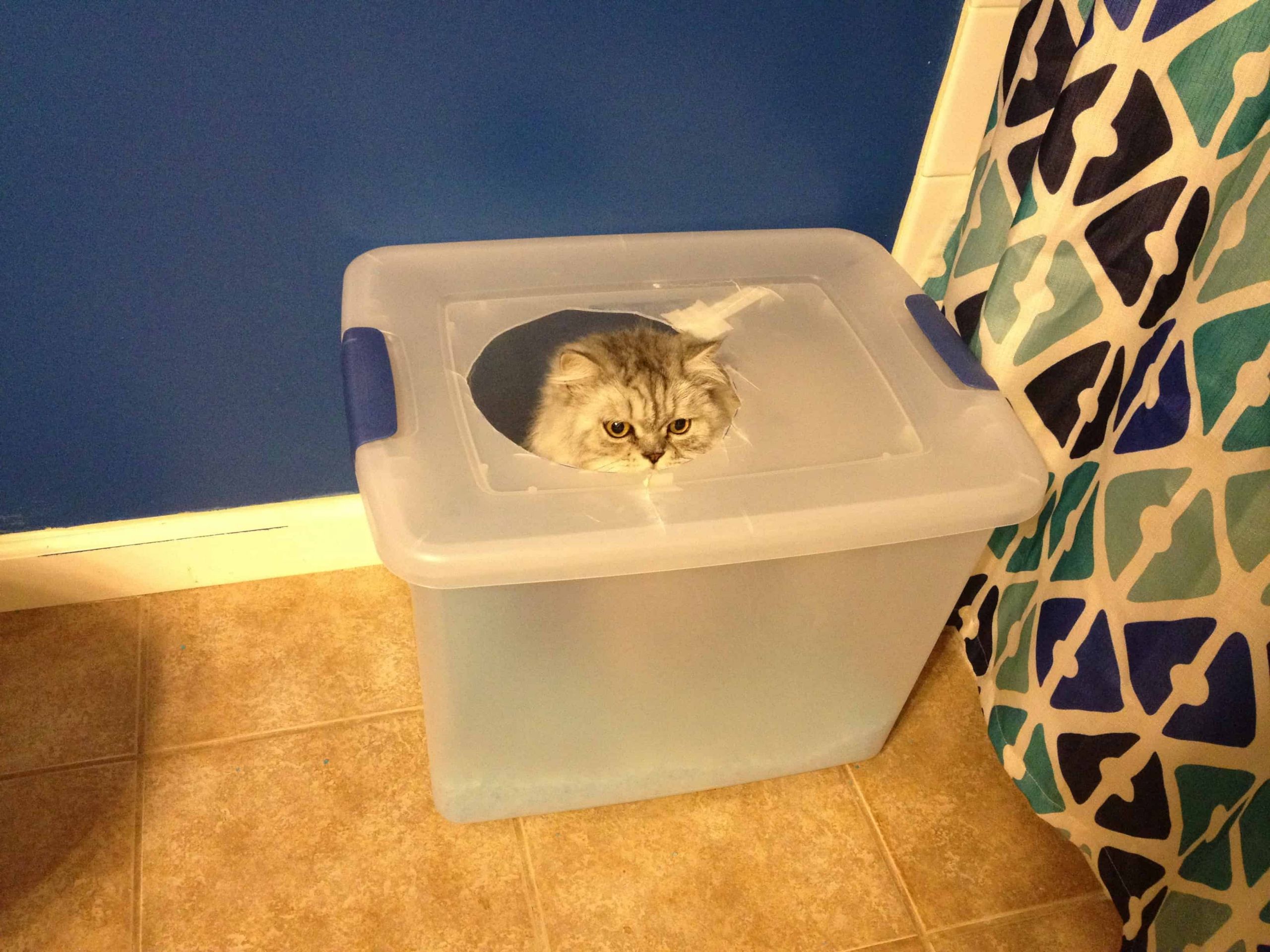 DIY Kitty Litter
 DIy litter box Archives Charleston Crafted