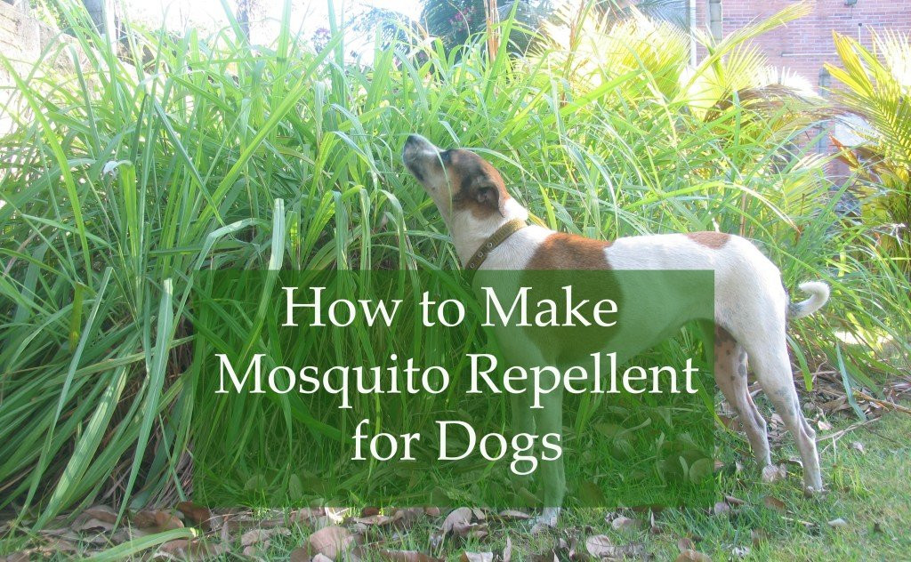 DIY Mosquito Repellent For Dogs
 Homemade Mosquito Repellent for Dogs