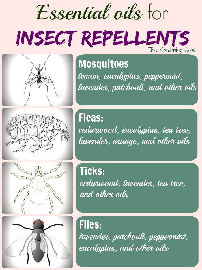 DIY Mosquito Repellent For Dogs
 Make Your Own Insect Repellent With Essential Oils