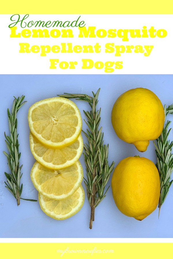 DIY Mosquito Repellent For Dogs
 Homemade Lemon Mosquito Repellent For Dogs My Brown Newfies