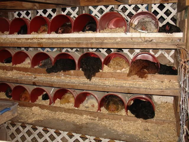 DIY Nesting Boxes For Chickens
 DIY make your own original nesting boxes What do yours