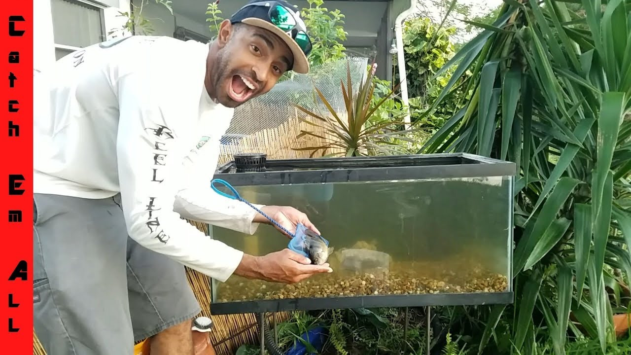 DIY Outdoor Aquarium
 Build Outdoor Fish Tank DIY Aquarium