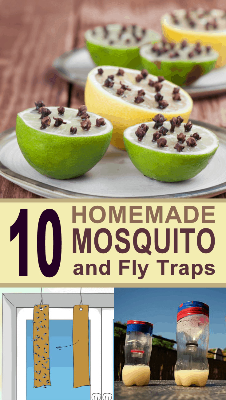 DIY Outdoor Fly Trap
 10 Ingenious DIY Mosquito and Fly Traps