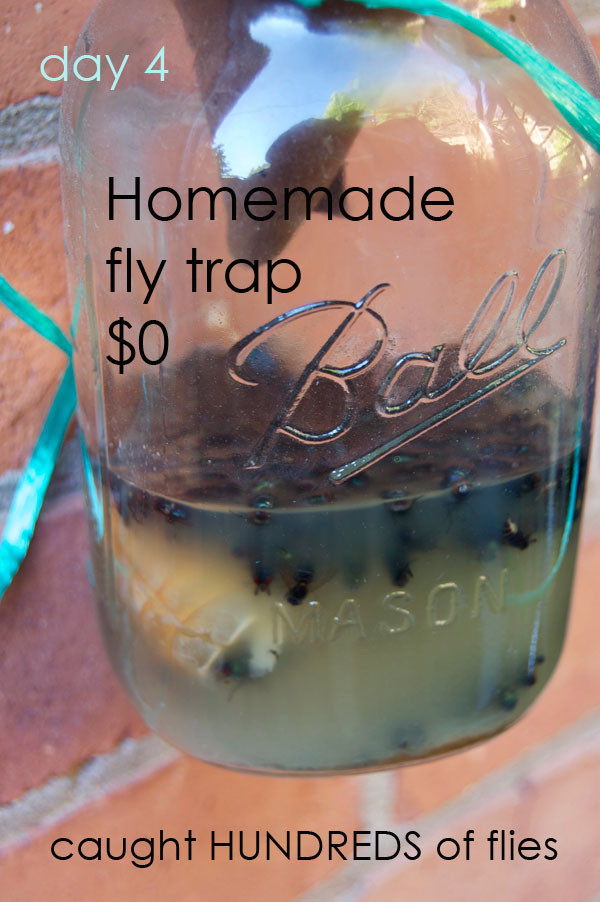 DIY Outdoor Fly Trap
 Homemade Fly Trap – Baits Recipes Bottles Vinegar