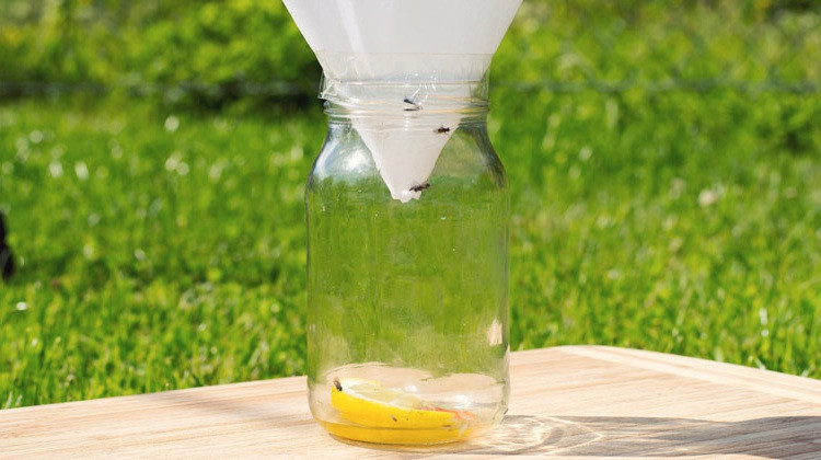 DIY Outdoor Fly Trap
 How To Get Rid Flies
