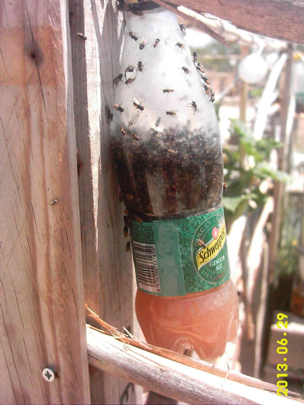 DIY Outdoor Fly Trap
 Control Flies Outside With This Unique Old Fashion Spanish