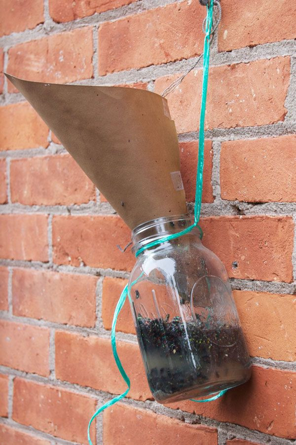 DIY Outdoor Fly Trap
 The Best Homemade Fly Trap And it probably isn t the one